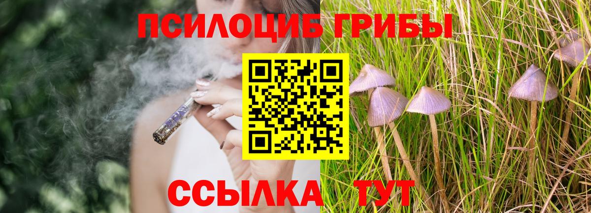 Галлюциногенные грибы Psilocybine cubensis Североуральск